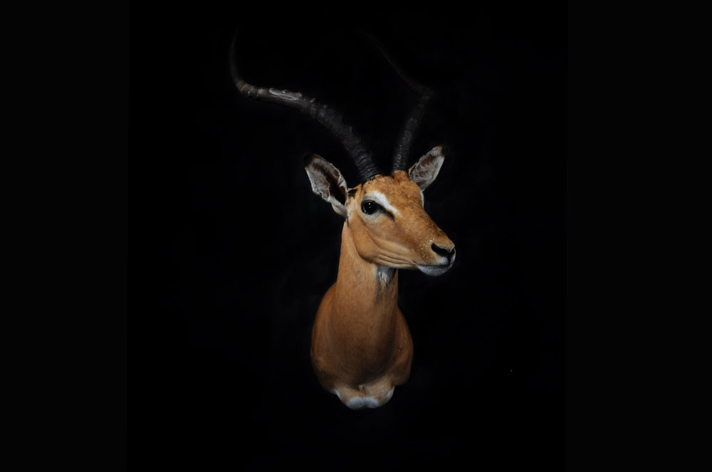 impala