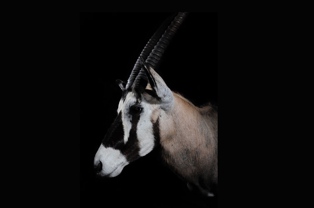 oryx