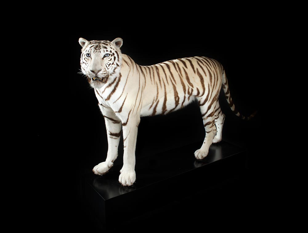 tiger-hvid