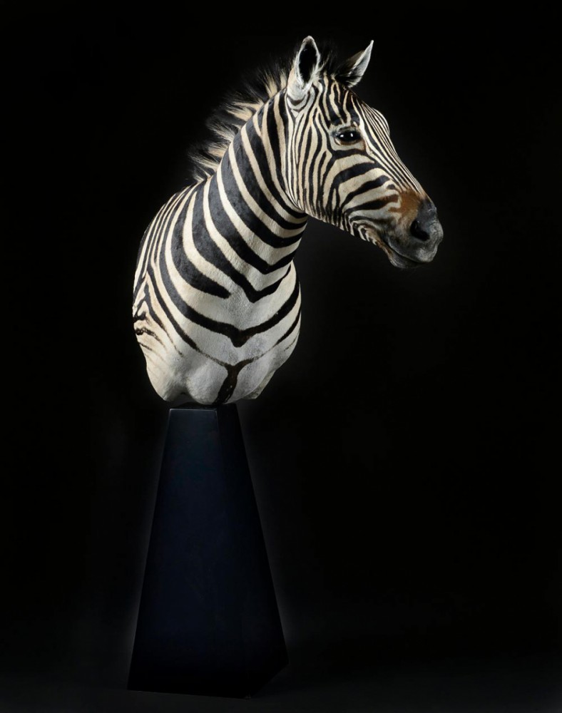 zebra