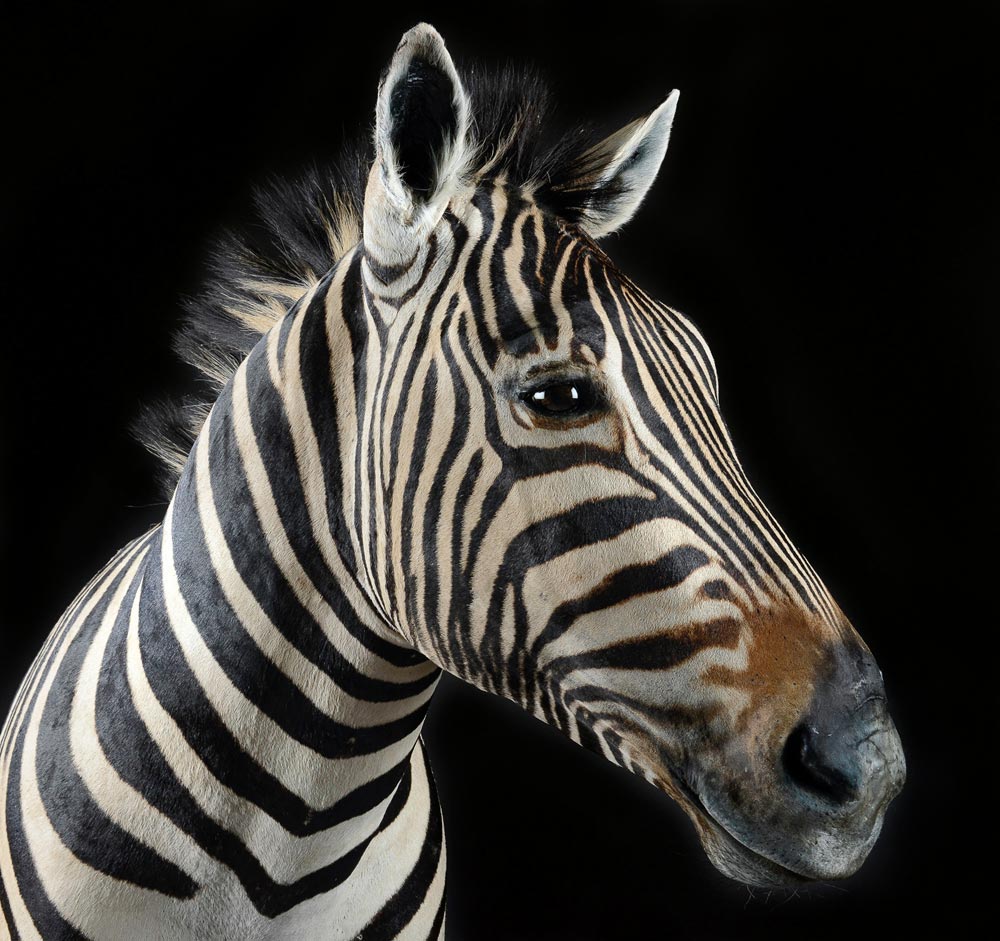 zebra