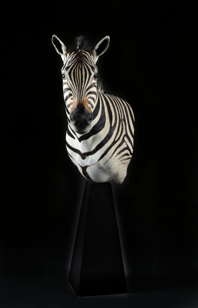 zebra