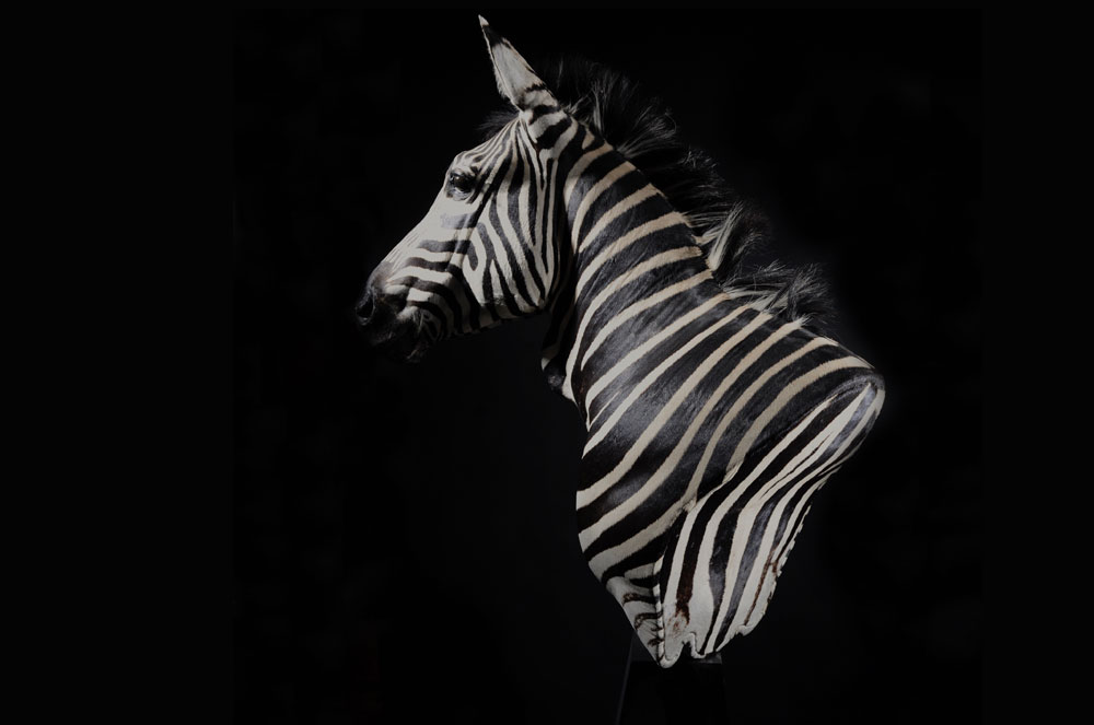 zebra