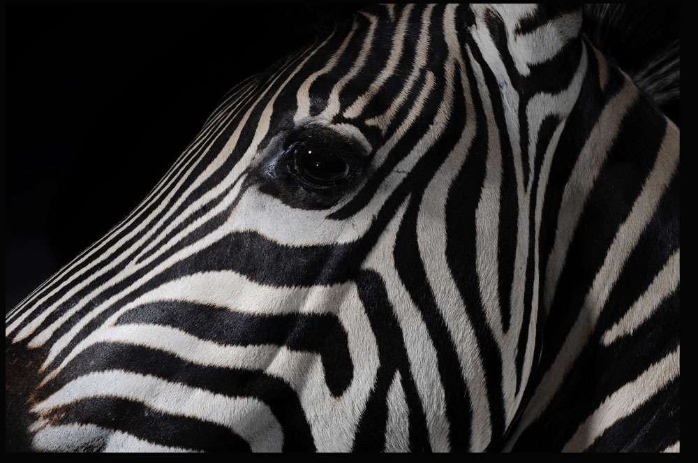 zebra