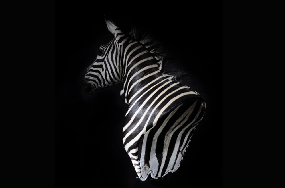 zebra